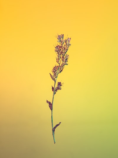 黄色天空下的棕色植物